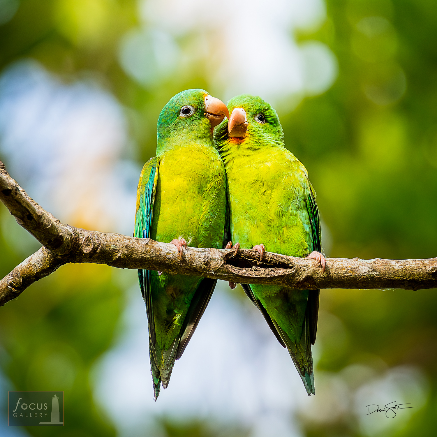 A pair   of Orange-Chinned Parakeets whisper sweet nothings to each other on a sunny   afternoon.  (Actually they are preening...