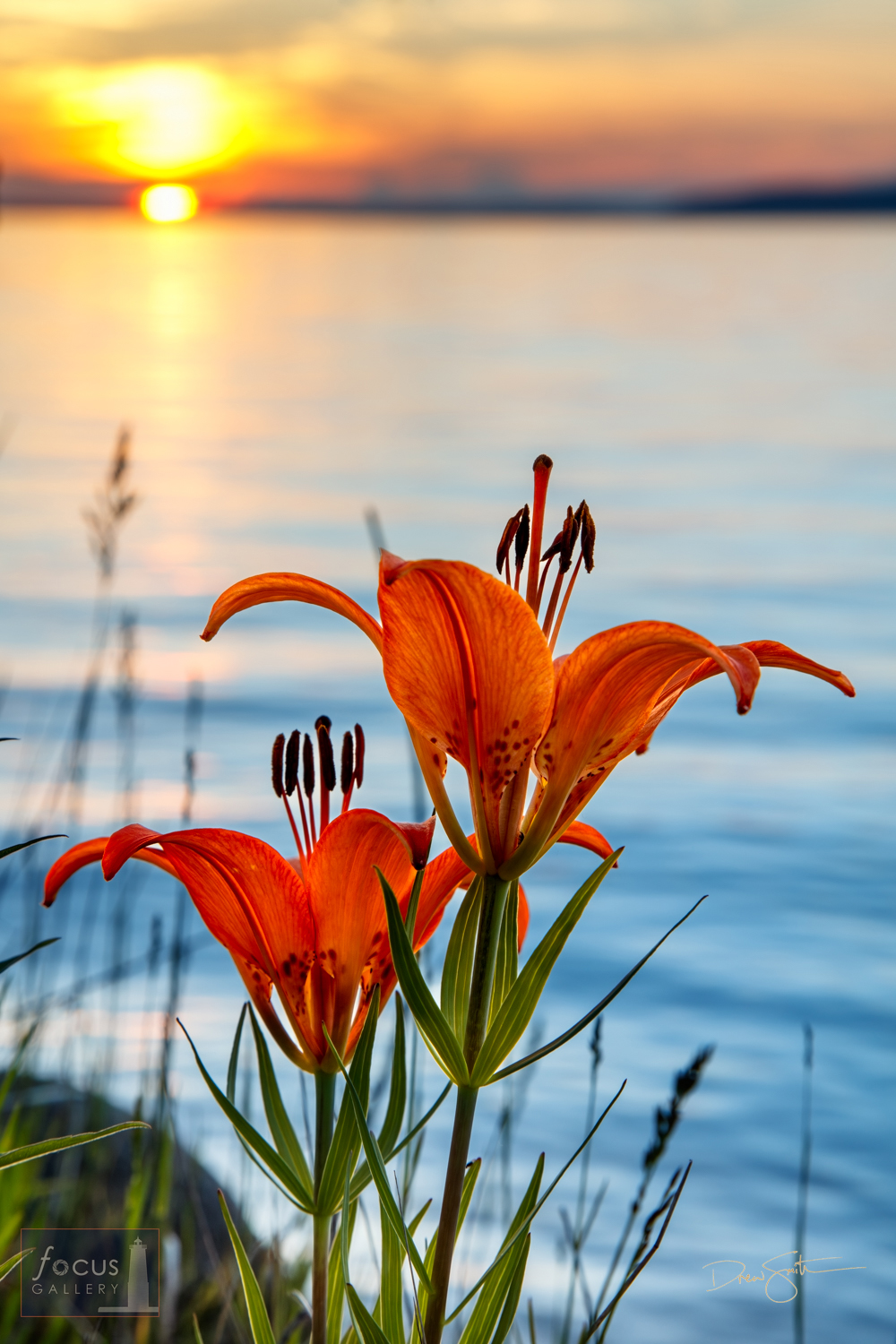 Wood   lilies bloom along the Crystal Lake shoreline at sunset.