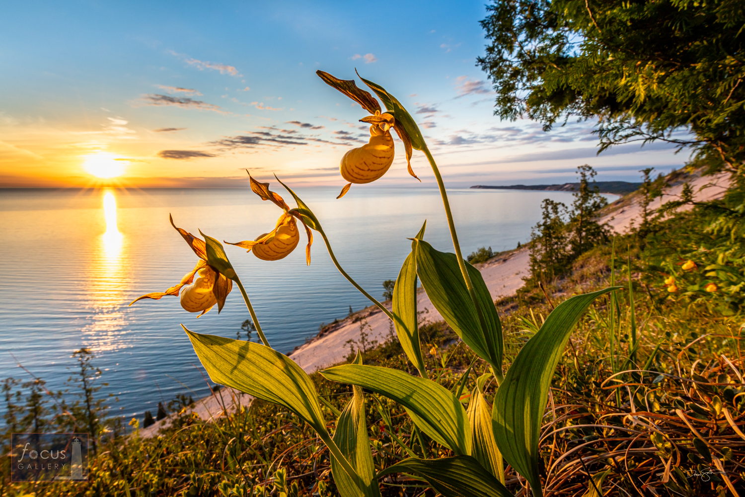 Yellow Lady's Slipper Orchids bloom on Old Baldy as the sun sets over Lake Michigan. This image was taken on land protected by...