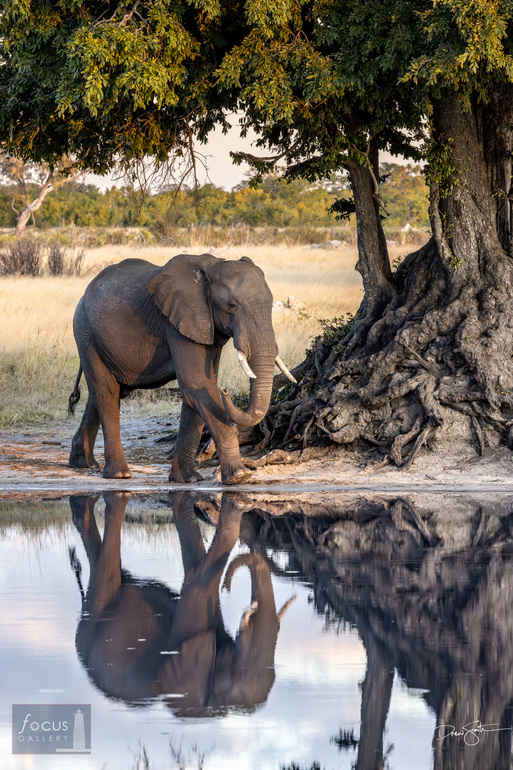 An   African Elephant heads to a waterhole beneath an old ebony tree.  With both of these species threatened for   their commercial...