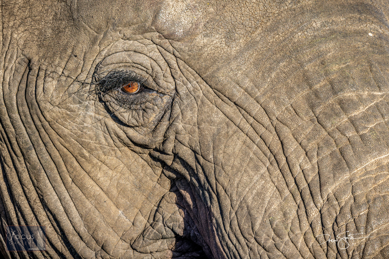 A close-up of an African Elephant's face and eye shows the amazing details and textures of the skin of these amazing, intelligent...