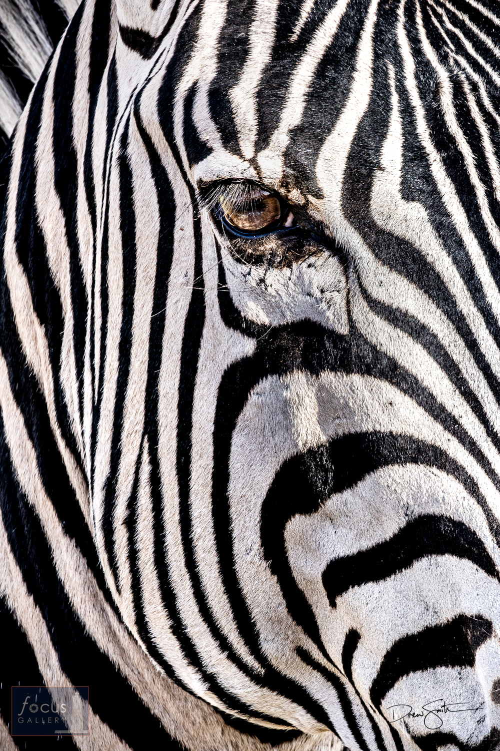 Few animals are as uniquely patterned and recognizable as a zebra!  Here I used a long lens to capture a close-up of a Burchell...