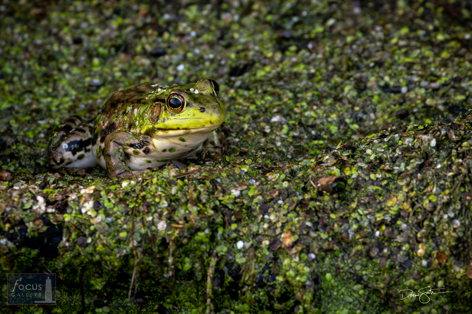 A Green   Frog hanging out in green vegetation along the boardwalk at Arcadia Marsh.