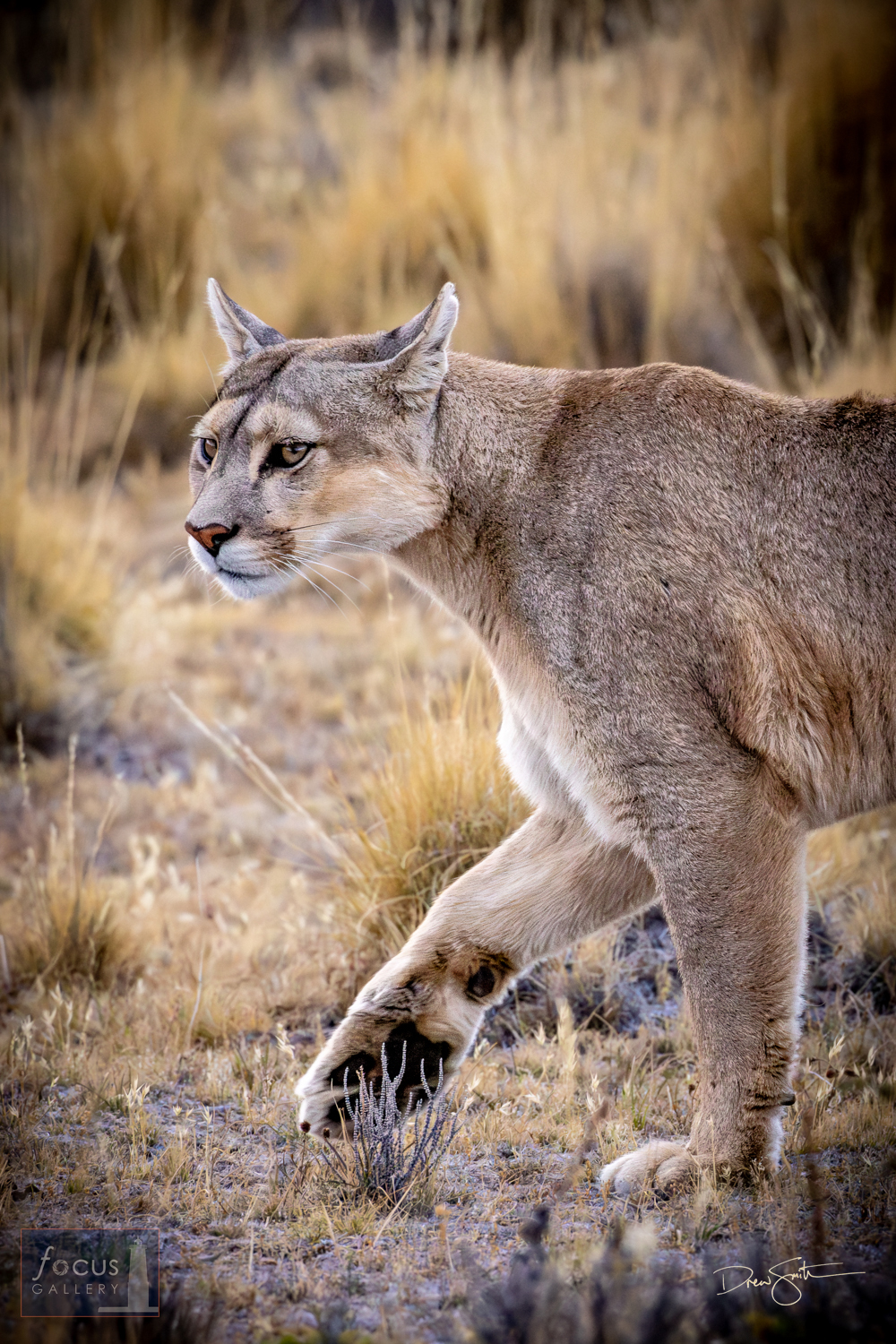 A puma   (aka cougar or mountain lion) on the prowl in the Patagonian steppe.  Puma-based ecotourism in recent years has   helped...