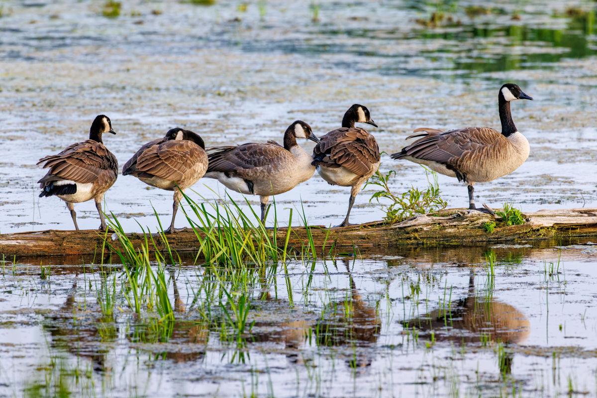 Arcadia, Arcadia Marsh, Arcadia Marsh Nature Preserve, Canada goose, GTRLC, Michigan, bird, gaggle, geese, goose, group, log...