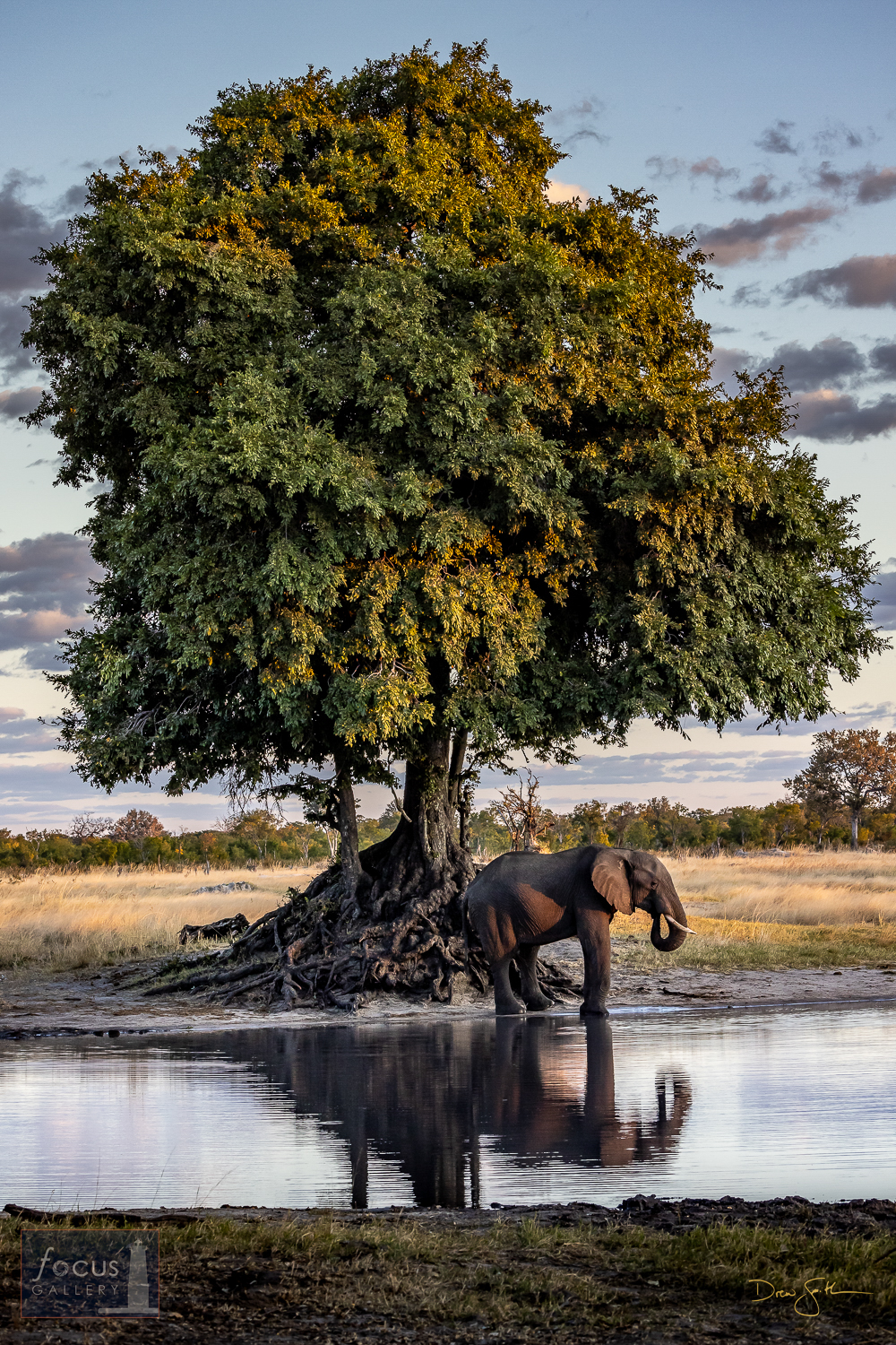 An African elephant drinks from a pan (waterhole) beneath a grand old Ebony tree at dusk.  This is among my favorite images from...