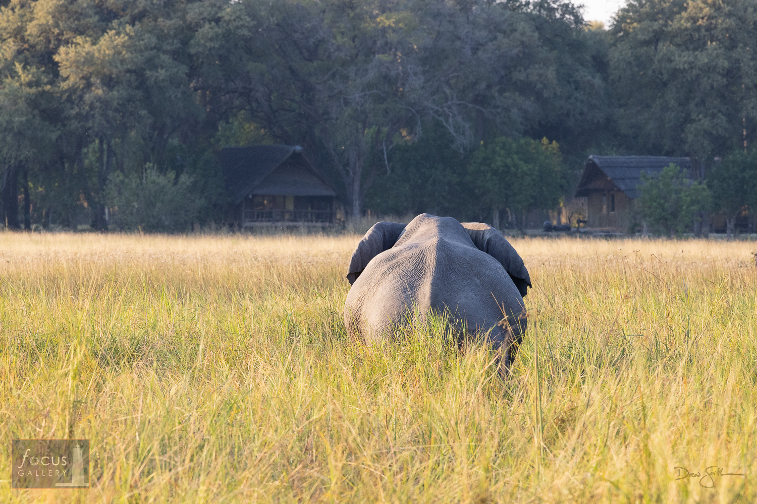 An African elephant browses near a bush camp in the Moremi Game Reserve.