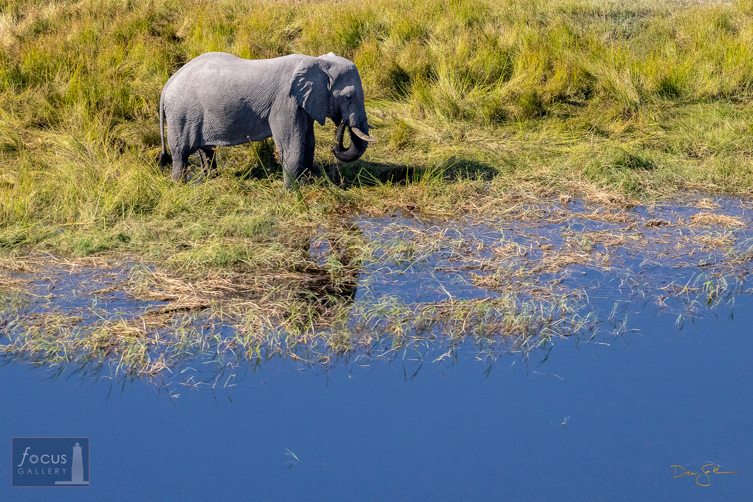 An African Elephant browses in a wetland area in Khwai.  Elephants spend most of the day eating and drinking - up to 600 pounds...