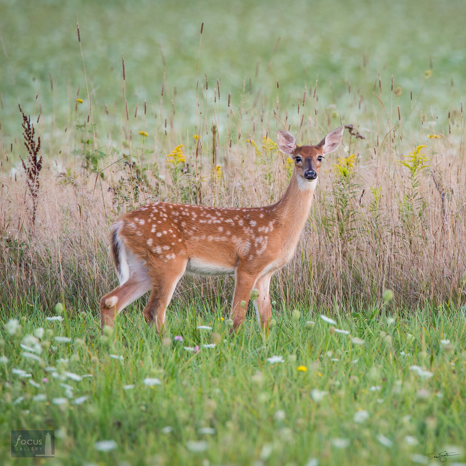 Spotted white-tail deer fawn in a flowery meadow. 