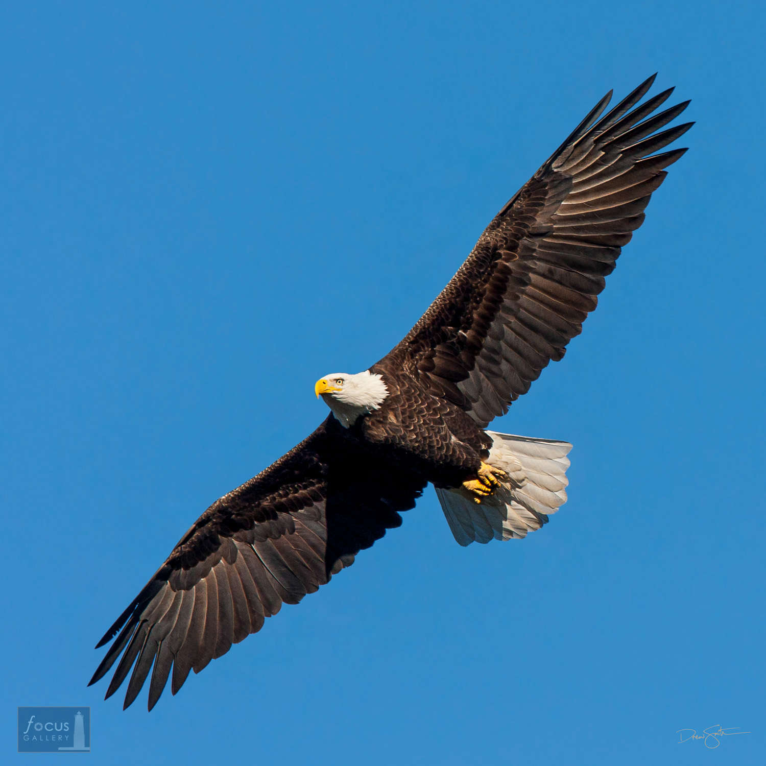 A bald eagle in flight in a blue sky.
