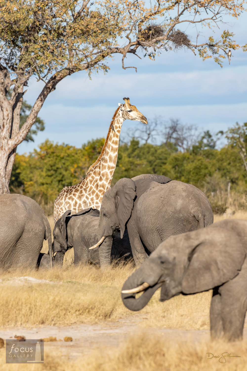 A Southern Giraffe stands among browsing African Elephants in Somalisa.