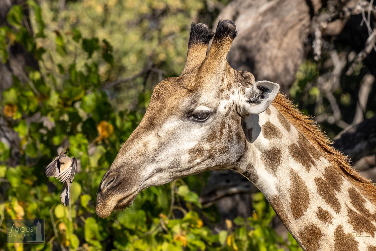 A Red-billed Oxpecker and Southern Giraffe have a little staring contest mid-air.  (Actually, the oxpecker is just looking for...