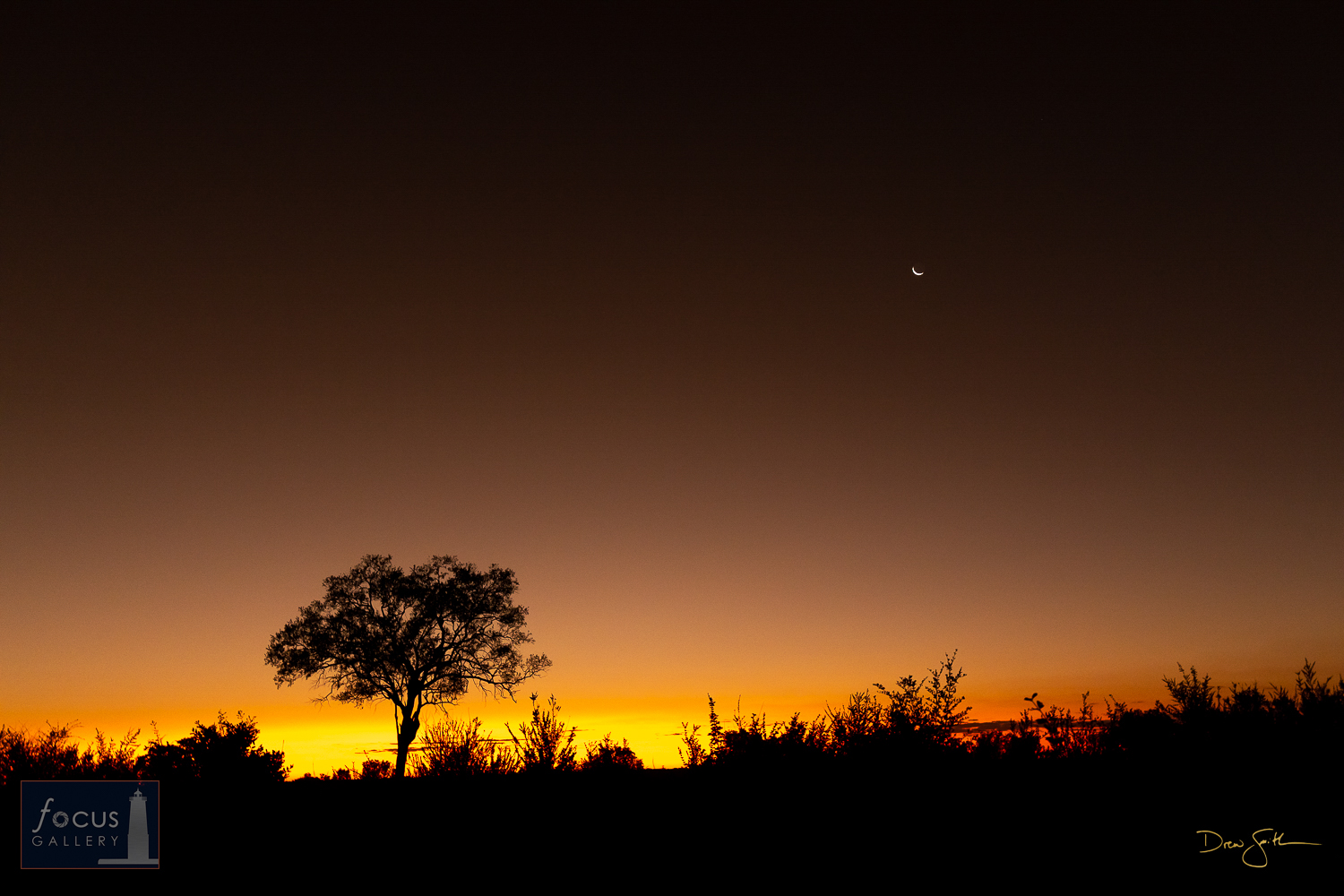 A tree is silhouetted against the vibrant glow of sunset, while a crescent moon hangs out in the sky. We were treated to a number...
