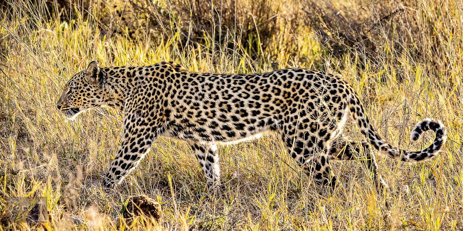A female leopard is backlit with bright morning light as she walks through the tall grass.  This particular leopard treated us...