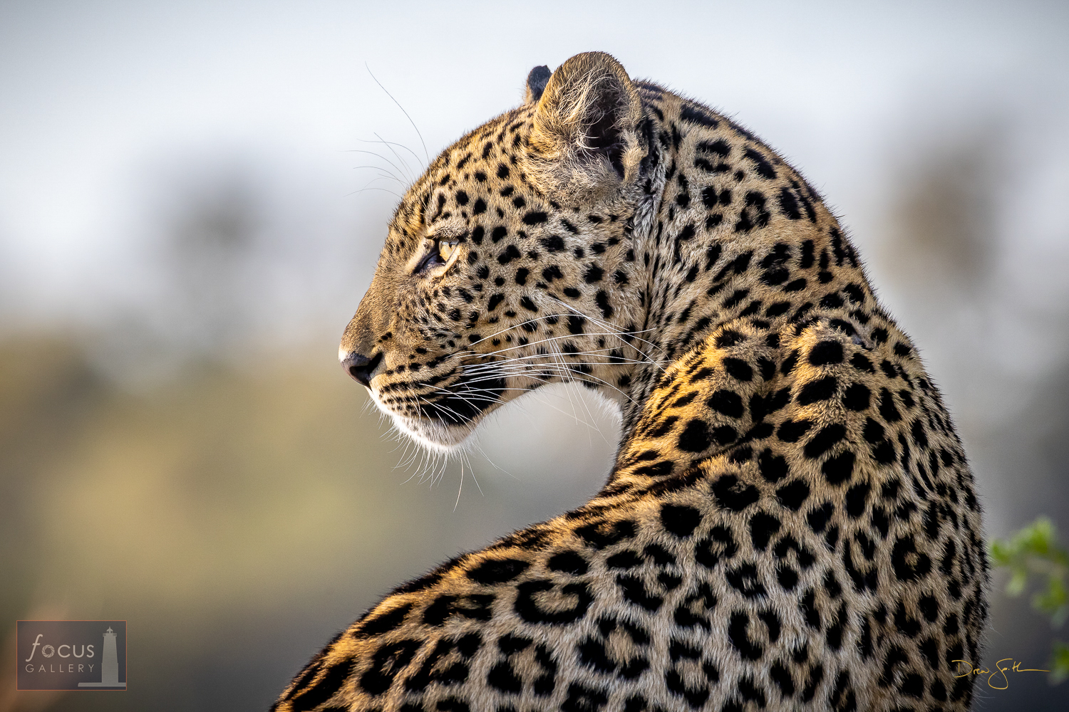 Portrait of a leopard in early morning light.  This particular leopard treated us to nearly 2 hours of time with her on a morning...