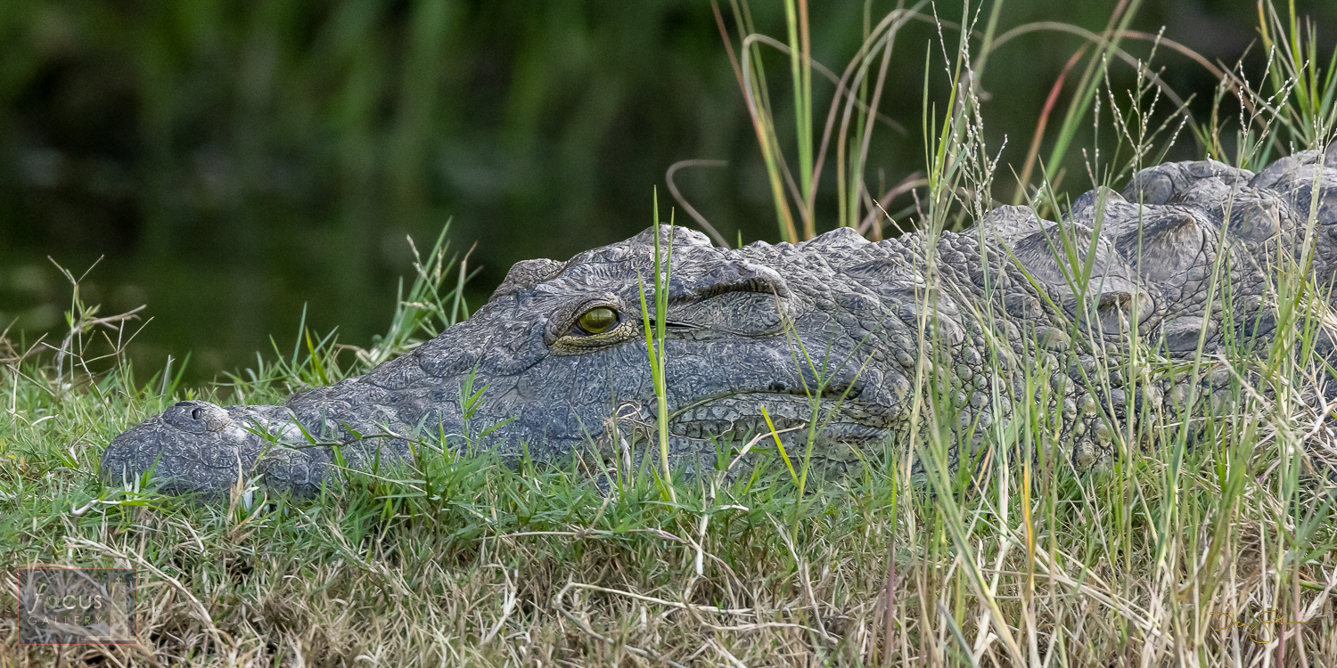 A large Nile Crocodile rests along the banks of the Zambezi River near Victoria Falls, Zimbabwe.  These amazing reptiles can...