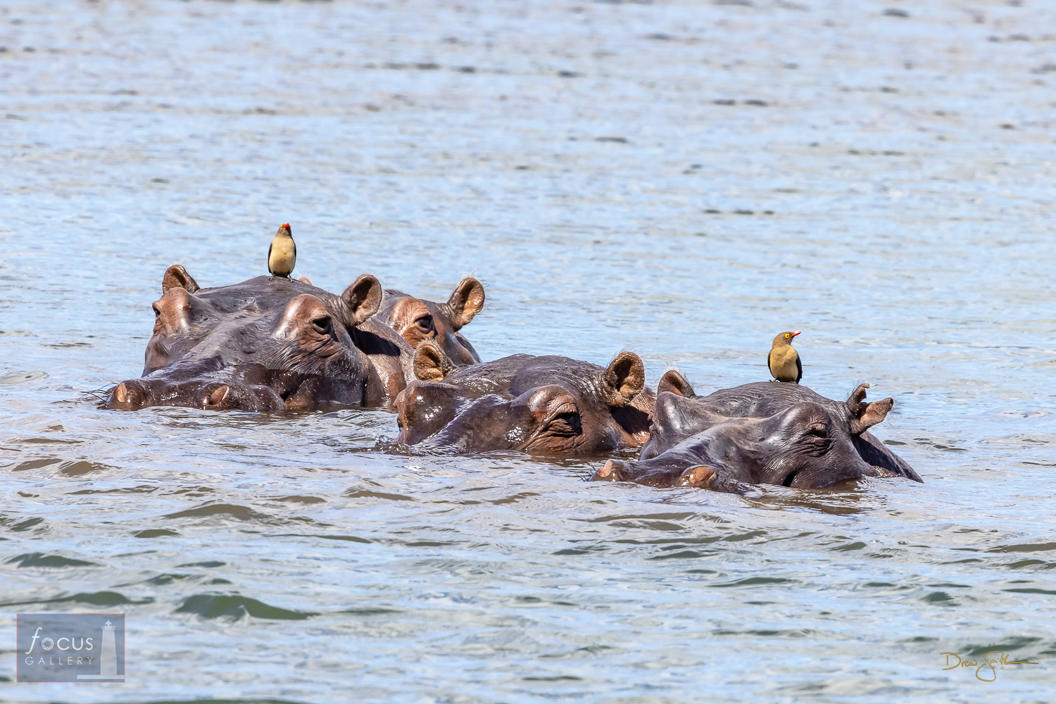 Red-billed Oxpeckers sit atop hippos in the waters of Lake Kariba.