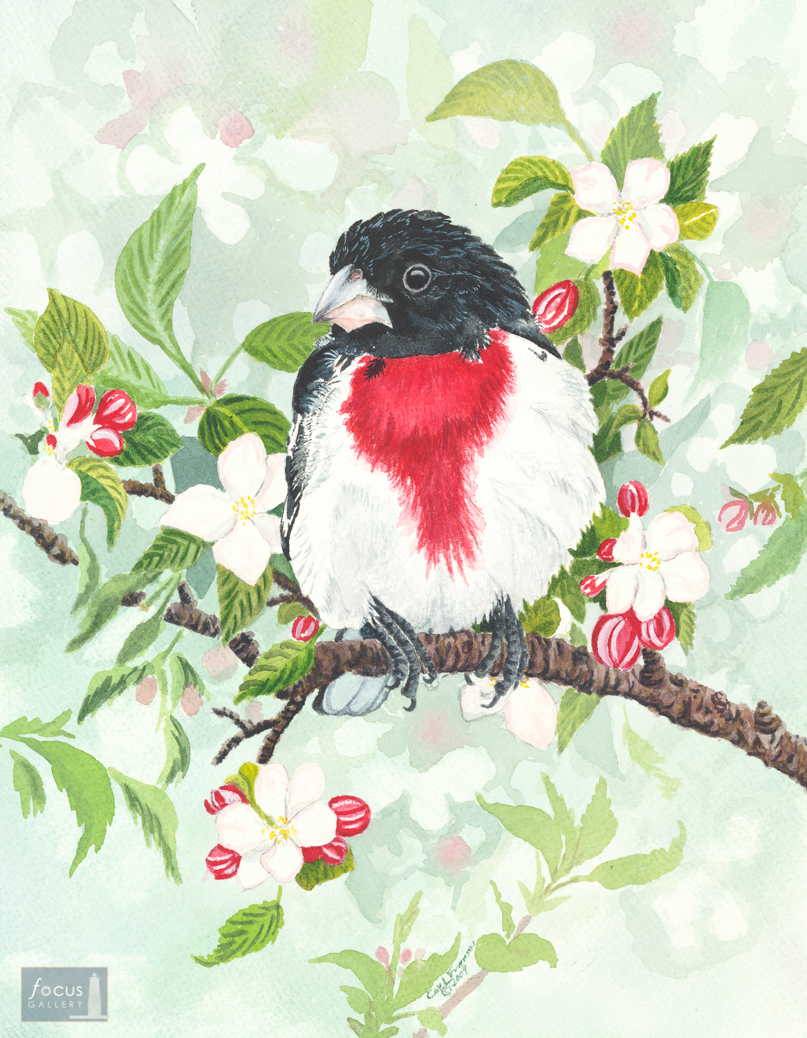 Original watercolor painting of a Rose-breasted Grosbeak bird surrounded by white blossoms.