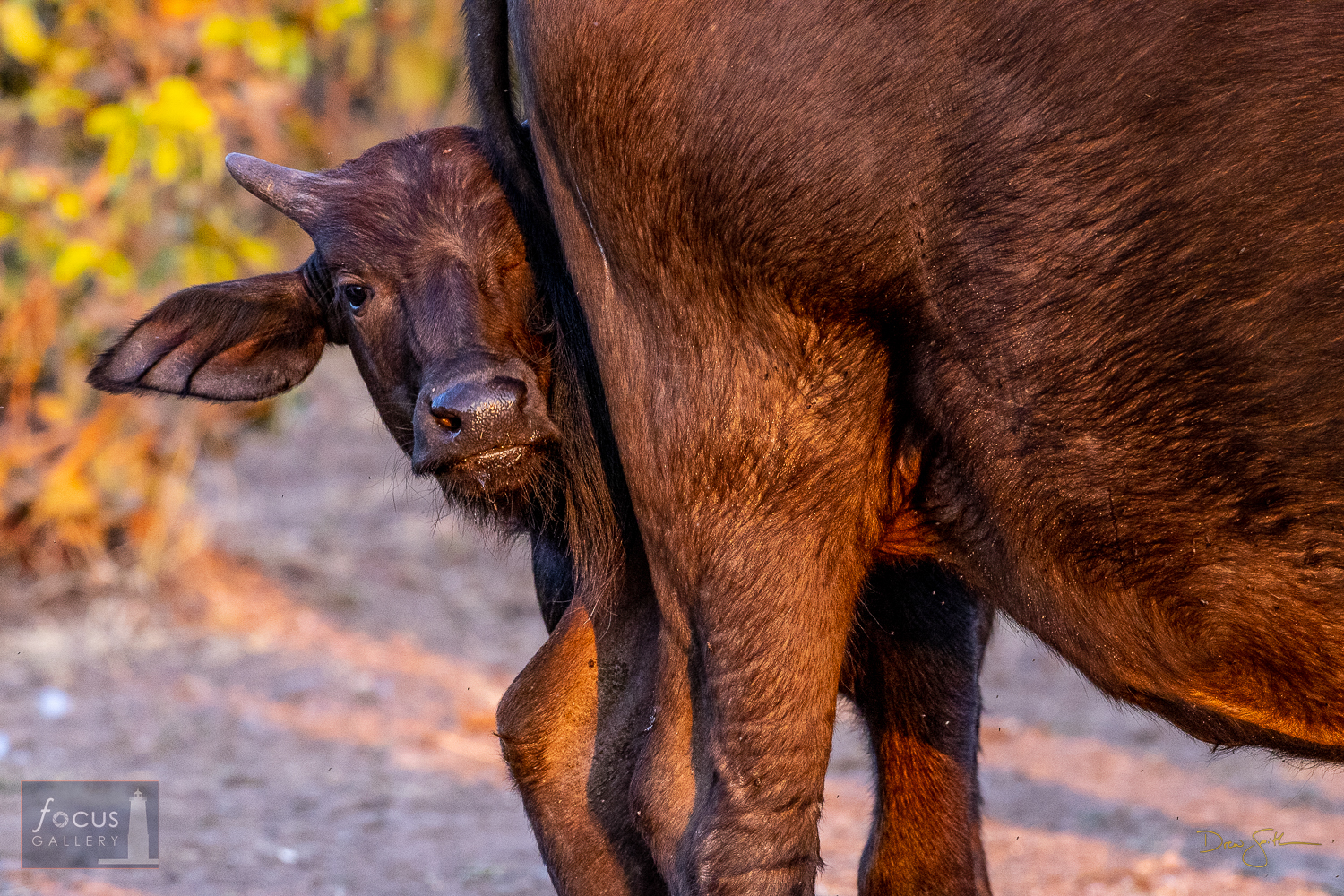 A shy but curious Cape Buffalo calf peeks out from behind its mother.  While staying at the Victoria Falls Safari Lodge I took...