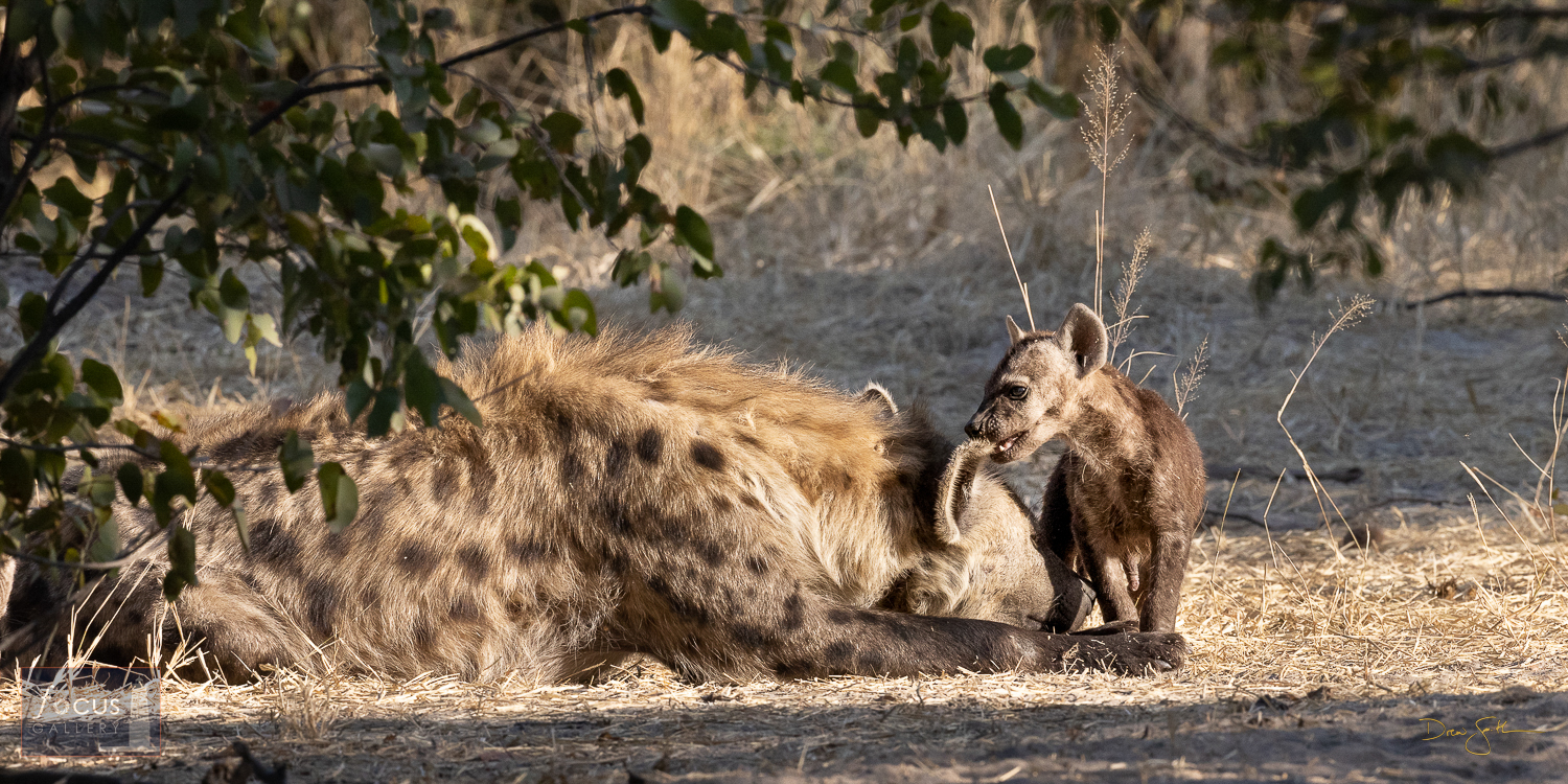 A spotted hyena cub bites playfully at mom's ear near their den.  Hyenas, much like sharks, get a very bad rap and are vilified...