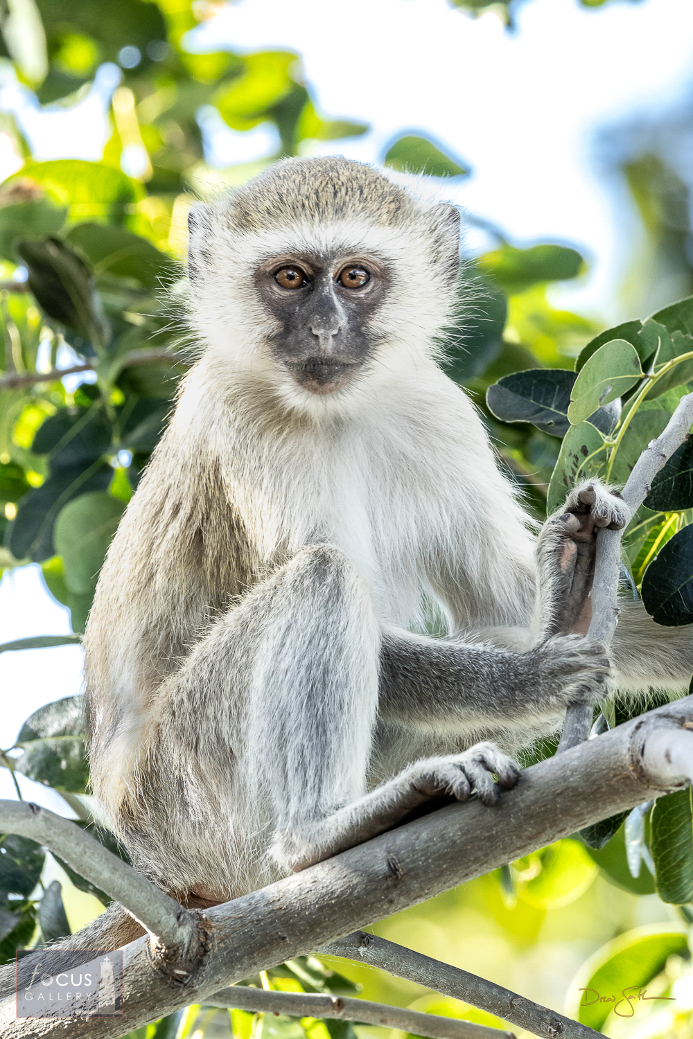 Vervet monkeys are quite cute, but also quite troublesome!  This one was keenly watching us, hoping it could outsmart us with...