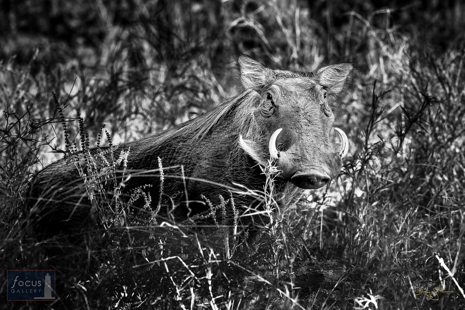 A warthog peers out from the bush.