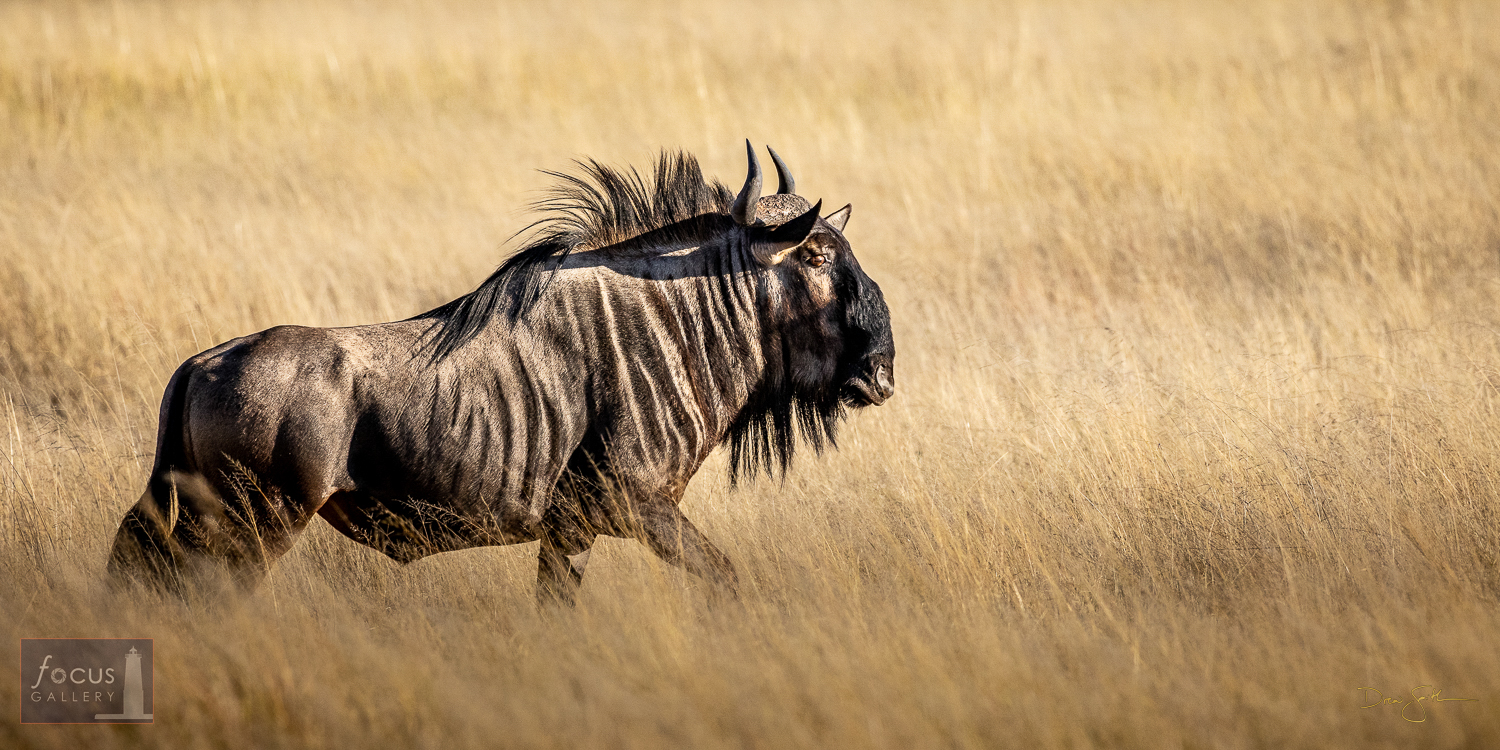 A blue wildebeest moves through tall grass in Somalisa.