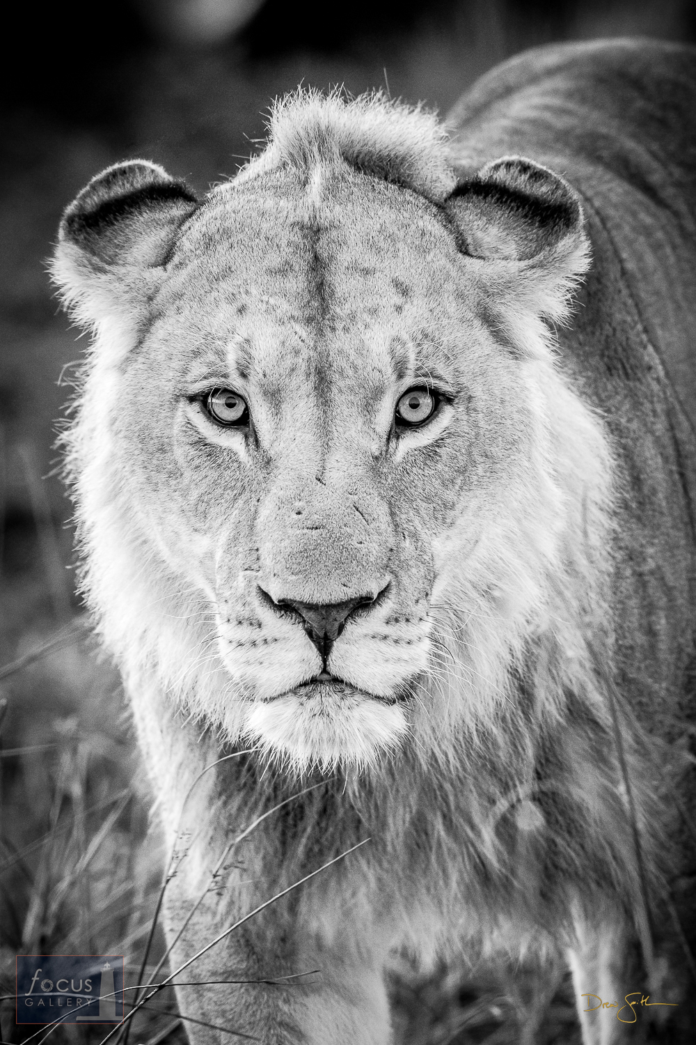 On our last morning game drive in Botswana we were treated to a long visit with this young male lion.  We spent over an hour...